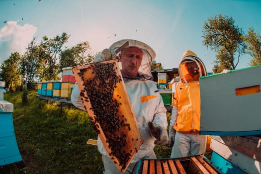 Wide shot of a beekeeper holding the beehive frame filled with honey against the sunlight in the field full of flowers.