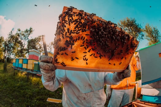 Wide shot of a beekeeper holding the beehive frame filled with honey against the sunlight in the field full of flowers.