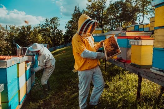 Beekeeper checking honey on the beehive frame in the field. Small business owner on apiary. Natural healthy food produceris working with bees and beehives on the apiary