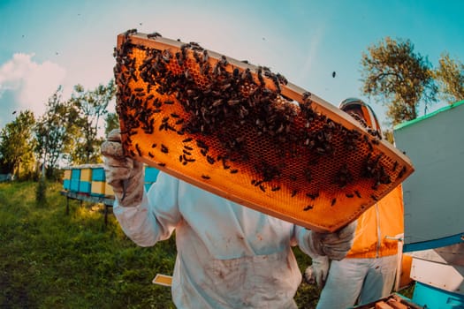 Wide shot of a beekeeper holding the beehive frame filled with honey against the sunlight in the field full of flowers.