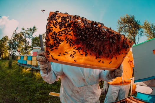 Wide shot of a beekeeper holding the beehive frame filled with honey against the sunlight in the field full of flowers.