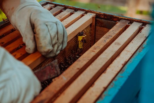 The beekeeper checks the queens for the honeycomb. Beekeepers check honey quality and honey parasites. A beekeeper works with bees and beehives in an apiary.