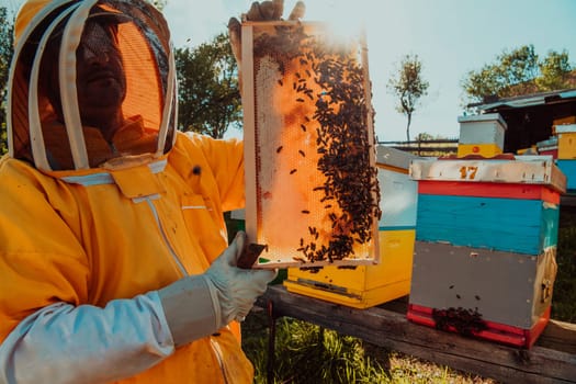 Wide shot of a beekeeper holding the beehive frame filled with honey against the sunlight in the field full of flowers.