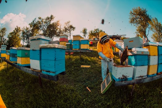 Beekeeper checking honey on the beehive frame in the field. Beekeeper on apiary. Beekeeper is working with bees and beehives on the apiary. Small business concept