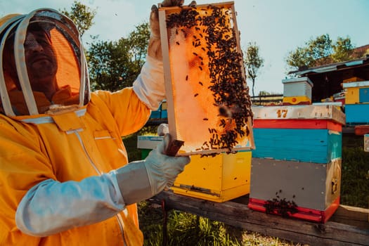 Wide shot of a beekeeper holding the beehive frame filled with honey against the sunlight in the field full of flowers.