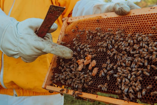 The beekeeper checks the queens for the honeycomb. Beekeepers check honey quality and honey parasites. A beekeeper works with bees and beehives in an apiary.