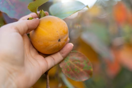 Persimmon ripe fruit garden. Tree branches with ripe persimmon fruits on a sunny day.