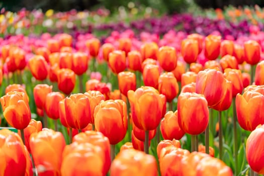 Orange tulips spring blossoming, bokeh flower background, pastel and soft floral card, selective focus.