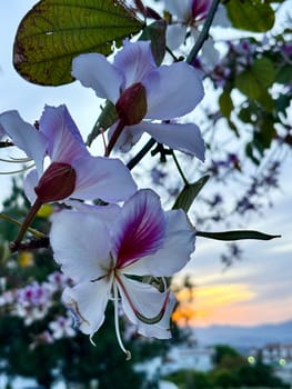 Orchid tree (Bauhinia purpurea) flowers Close up sunset in the background. Common name Purple bauhinia,camel's foot,butterfly tree,and Hawaiian orchid tree. High quality photo