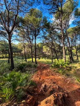 A dirt footpath road in the middle of a forest Sierra Nevada, Spain, Andalusia. High quality photo