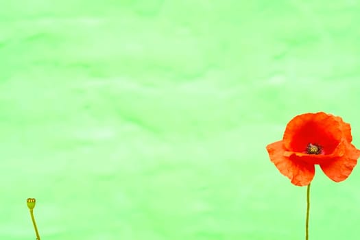 a herbaceous plant with showy flowers, milky sap, and rounded seed capsules. Many poppies contain alkaloids and are a source of drugs as morphine