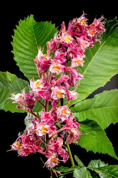 Beautiful Blooming red horse-chestnut isolated on a black background. Flower head close-up.