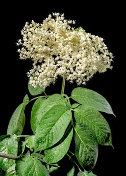 Beautiful Blooming white sambucus isolated on a black background. Flower head close-up.