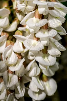 Beautiful Blooming flowers of white acacia tree on a black background. Flower head close-up.