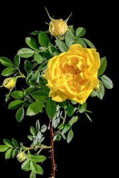 Beautiful Blooming yellow Climbing rose Golden Showers on a black background. Flower head close-up.