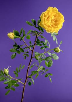 Beautiful Blooming yellow Climbing rose Golden Showers on a purple background. Flower head close-up.