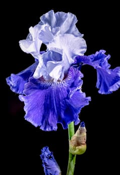 Beautiful Blooming blue iris Mariposa Skies flowers on a black background. Flower head close-up.