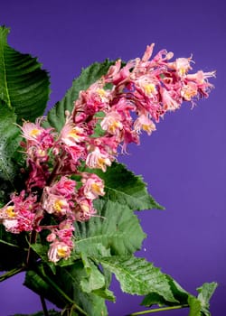 Beautiful Blooming red horse-chestnut on a purple background. Flower head close-up.