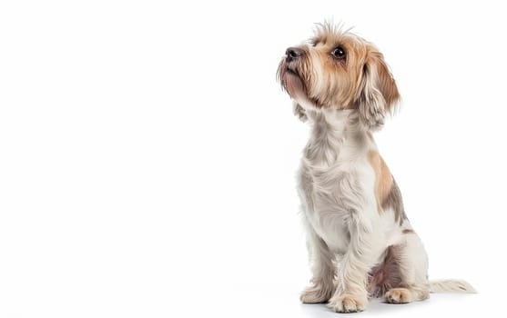 An alert Basset Griffon Vendeen sits with ears perked, its intelligent eyes scanning the horizon on a white background. The dog's tricolored coat is neatly brushed, highlighting its vigilant nature