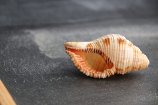 Summer Holidays. Shell on wooden background with copy space.