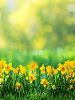 Golden daffodils herald the joy of spring, their bright faces nestled in lush greenery under a glowing sun.
