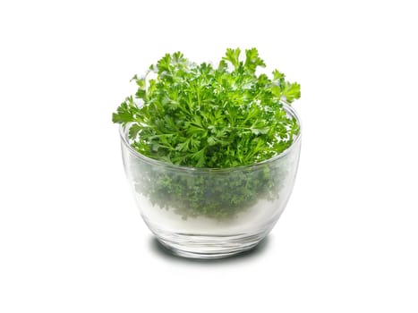 Parsley Tea Nutritive parsley tea in a sleek glass with parsley leaves and a healthful. Drink isolated on transparent background.