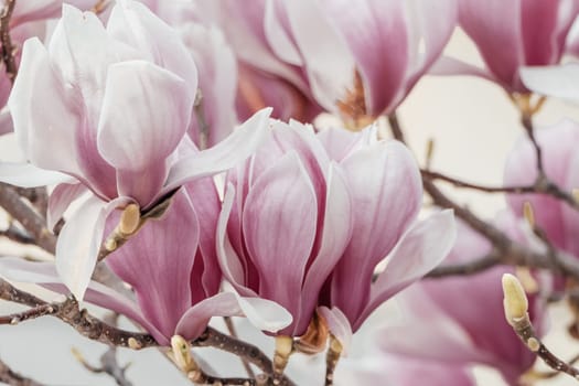 Magnolia Sulanjana flowers with petals in the spring season. the beautiful pink magnolia flowers in spring, selective focusing.