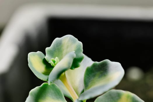 Detail of succulent plant  sedum siebold  , Japanese stonecrop , with green leaves , originally from Japan