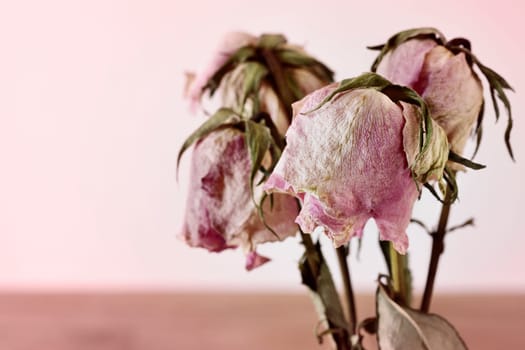 Pink dried flowers studio shot , memories and romantic activity