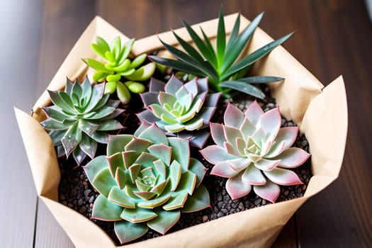 A large set of succulents in an eco-paper bag. Eco-friendly reusable eco-bag and succulents. Shop of indoor plants