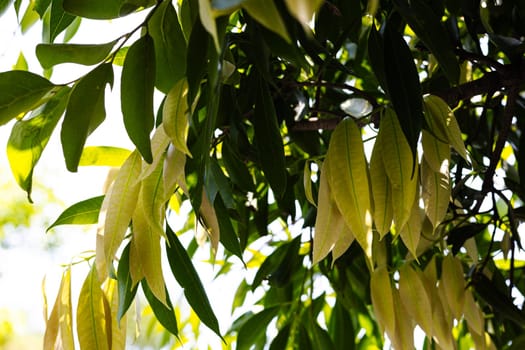 Young leaves of mango tree. Mango leaves background.