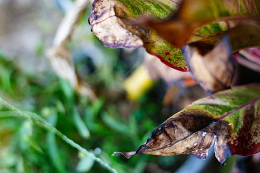 Top View Of Disease Leaves and nutritional deficiency.