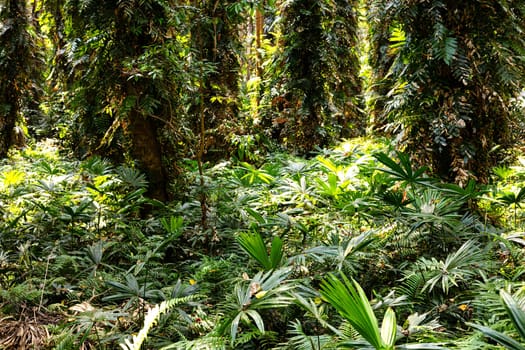 Rainforest with deep jungle. Beautiful landscape nature of tropical rain-forest in Thailand.