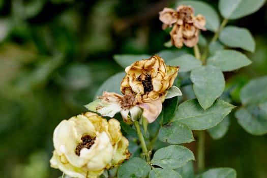 Withered rose and buds on a blurred beige background. 