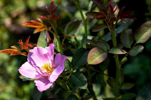 Beautiful Blooming Pink Wild Rose Flower On Branch. Pink Wild Roses in Spring.