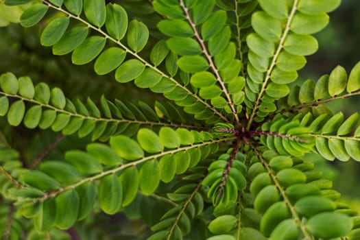 Plant with green leaves from above.  Bright color plant texture.