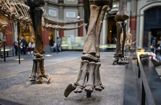 Belin, Germany - 20 December 2022: Bones of paw of dinosaur close up at exhibition in museum