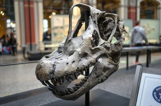 Belin, Germany - 20 December 2022: Exhibition of skull of prehistoric dinosaur in Berlin museum.