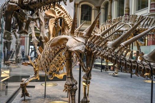 Belin, Germany - 20 December 2022: Main hall of Berlin museum of natural with skeletons of dinosaurs. Exhibition on prehistoric bones on dinosaurs.