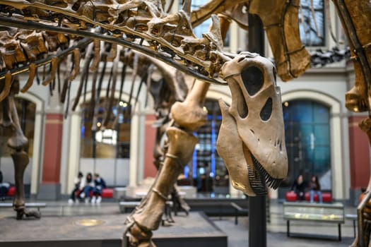 Belin, Germany - 20 December 2022: Skeletons and skulls of dinosaurs. Exhibition on prehistoric bones on dinosaurs.