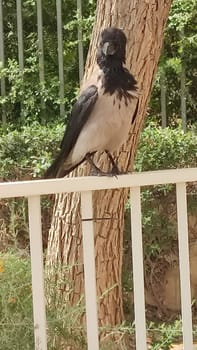 crow bird sitting on a fence in the city, nature. High quality photo