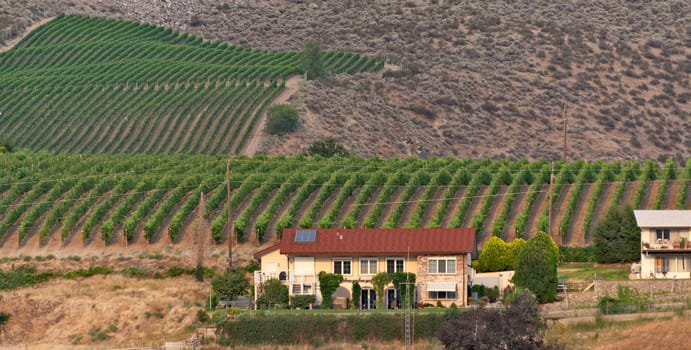 Farmer's house with the vineland on the mountain slope backyard.