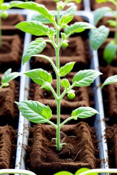 Tomato seedlings.The seedling of the bushes of tomatoes of different varieties. Sown tomatoes in cardboard peas with peat content