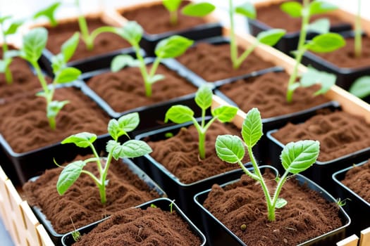 Tomato seedlings.The seedling of the bushes of tomatoes of different varieties. Sown tomatoes in cardboard peas with peat content