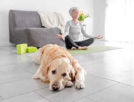 Golden Retriever Dog Lies On The Floor Against The Backdrop Of Its Owner, Who Is Doing Yoga At Home In A Bright Living Room