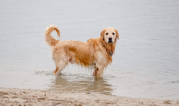 Golden Retriever With A Scarf Around Its Neck Stands In Water Near The Shore, A True Water-Loving Dog