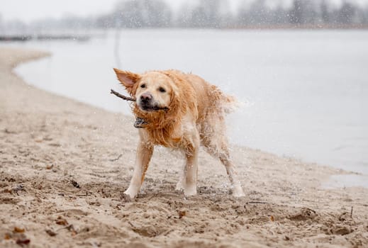 Golden Retriever Shakes Off Water On Lake Shore After Dog Swimming