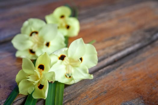 African iris flowers on brown wooden background. Horizontal. Copy space