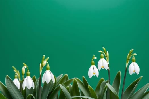 Blooming snowdrops on a green background. White spring flowers