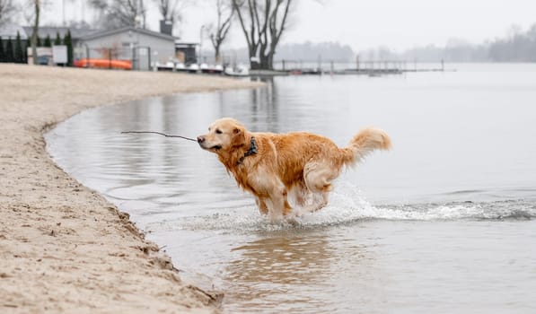 Cheerful Golden Retriever Runs Through Water Along River Bank, Splashing In Autumn